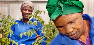 Urban agriculture inside the township, ZA