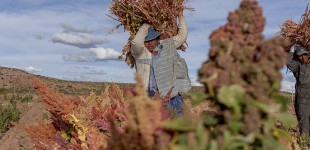 Food Security: the Boom of Quinoa, Bolivia