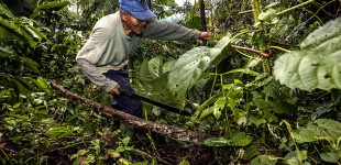 Food Security: Amazonia sin fuego