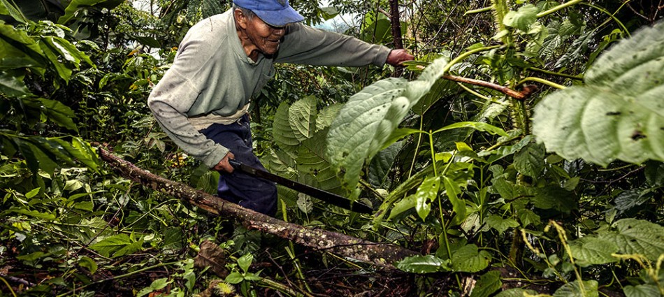 Food Security: Amazonia sin fuego