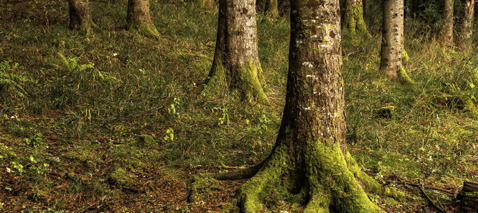 Vivre la Forêt ! ONF